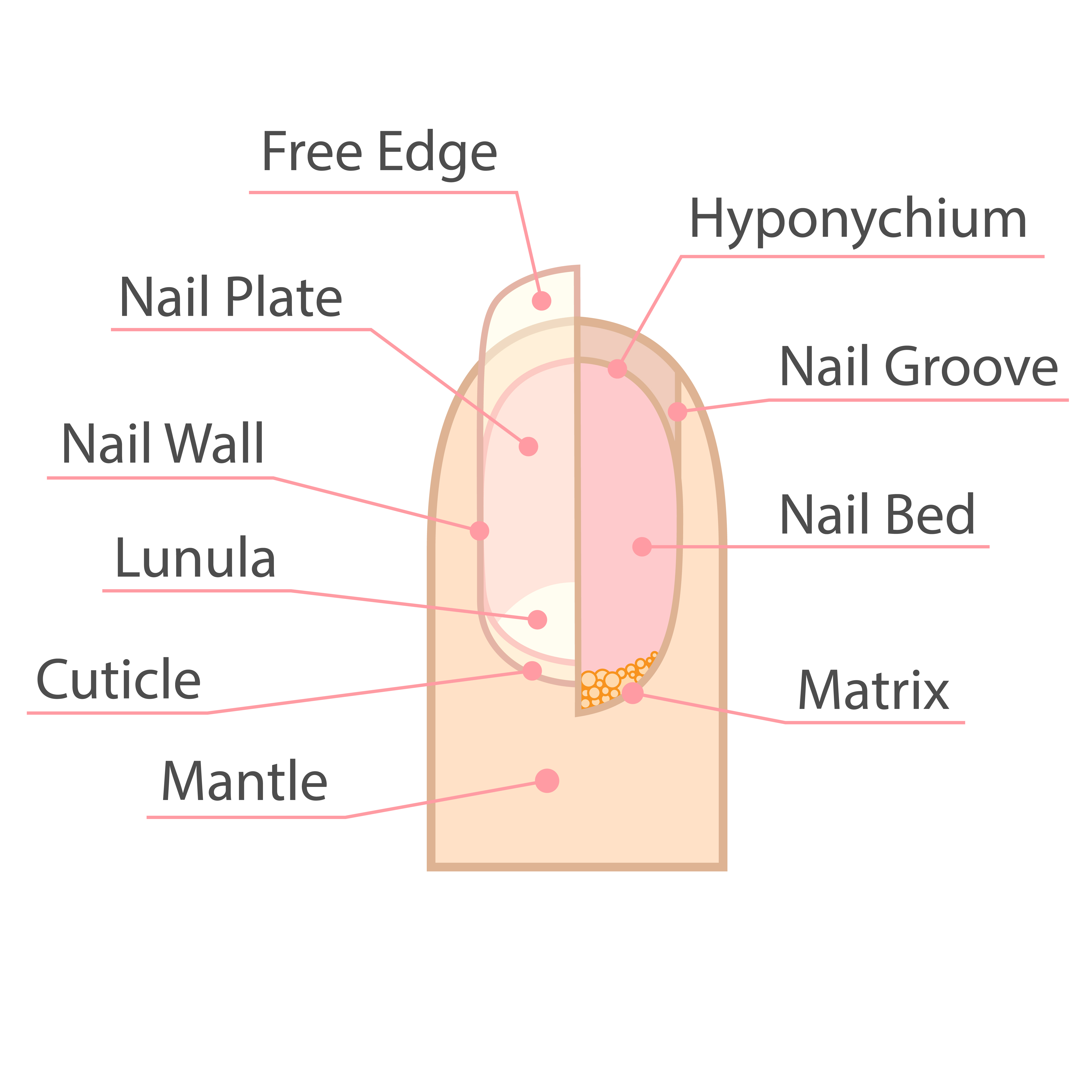 If I scratch my scalp and afterwards look under my nails there is this  white greasy substance, is this normal and how can I get rid of it? - Quora